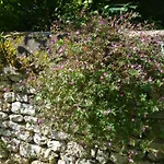 Le Bastion